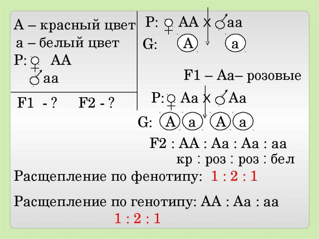 Доминирует над отцом