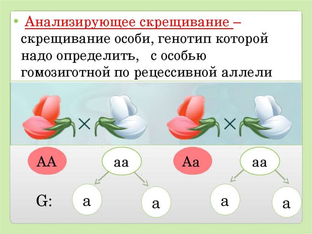 Неполное доминирование презентация