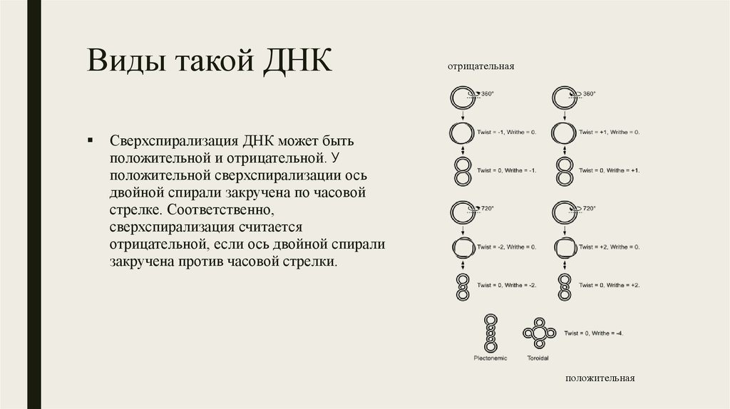 двойная спираль днк белки гистоны. спирализация двух молекул днк. уровни структурной организации хроматина. днк нуклеосомная нить. отрицательная и положительная суперспирализация днк.
