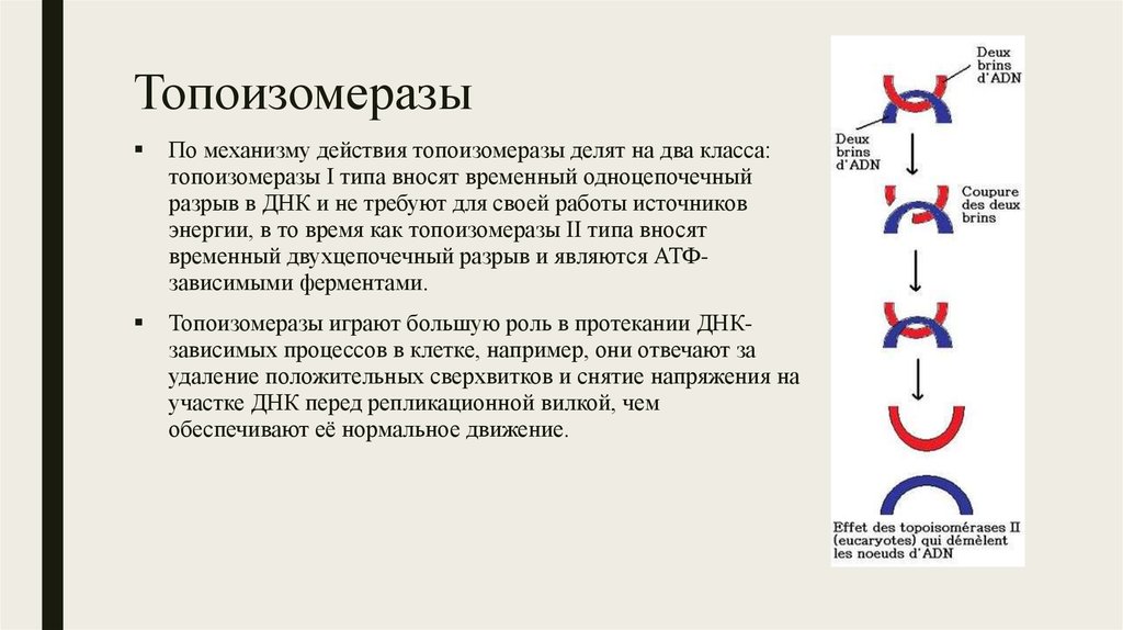 Сколько делают днк. Топоизомераза 1 функция. ДНК топоизомераза функции. Топоизомераза 2 функции. Топоизомераза 2 гираза.