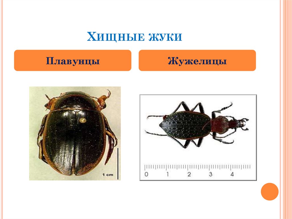 Сделай подписи к рисункам окружающий мир 2 класс рогоз жук плавунец