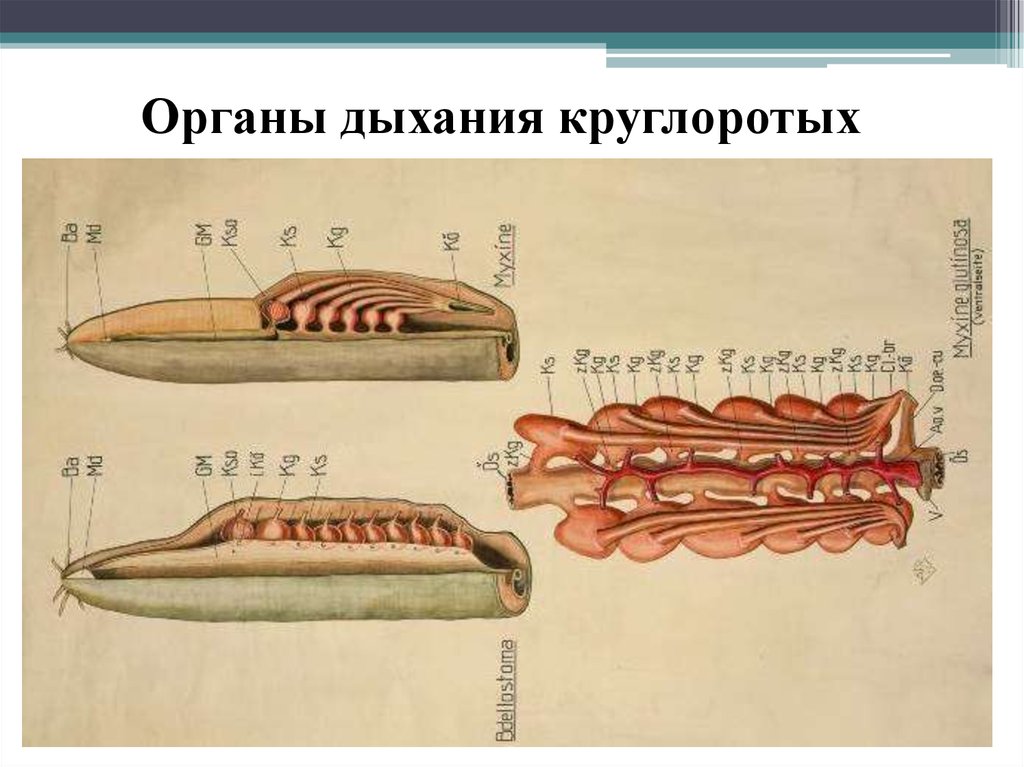 Органы жаберного дыхания. Дыхательная система круглоротых. Дыхательная система миноги и миксины. Дыхательная система миноги. Схему жаберный аппарат миноги.