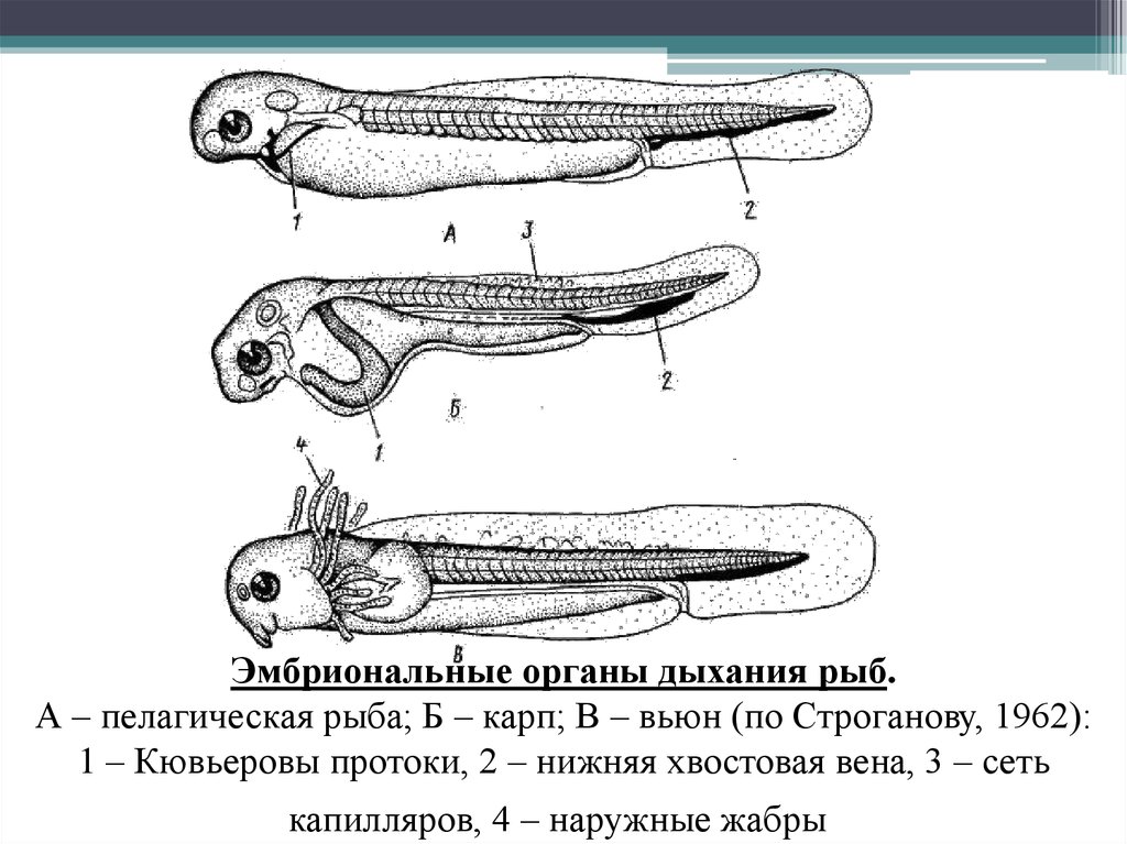 Эмбриональные органы дыхания рыб. А – пелагическая рыба; Б – карп; В – вьюн (по Строганову, 1962): 1 – Кювьеровы протоки, 2 –