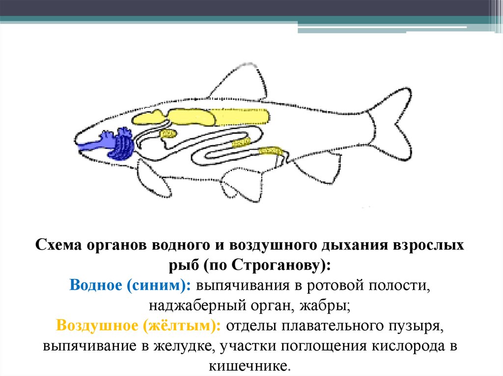 Рыба дышащая легкими. Система дыхания у рыб. Органы дыхательной системы у рыб. Схема жаберного аппарата акулы. Дыхательная система костных рыб схема.