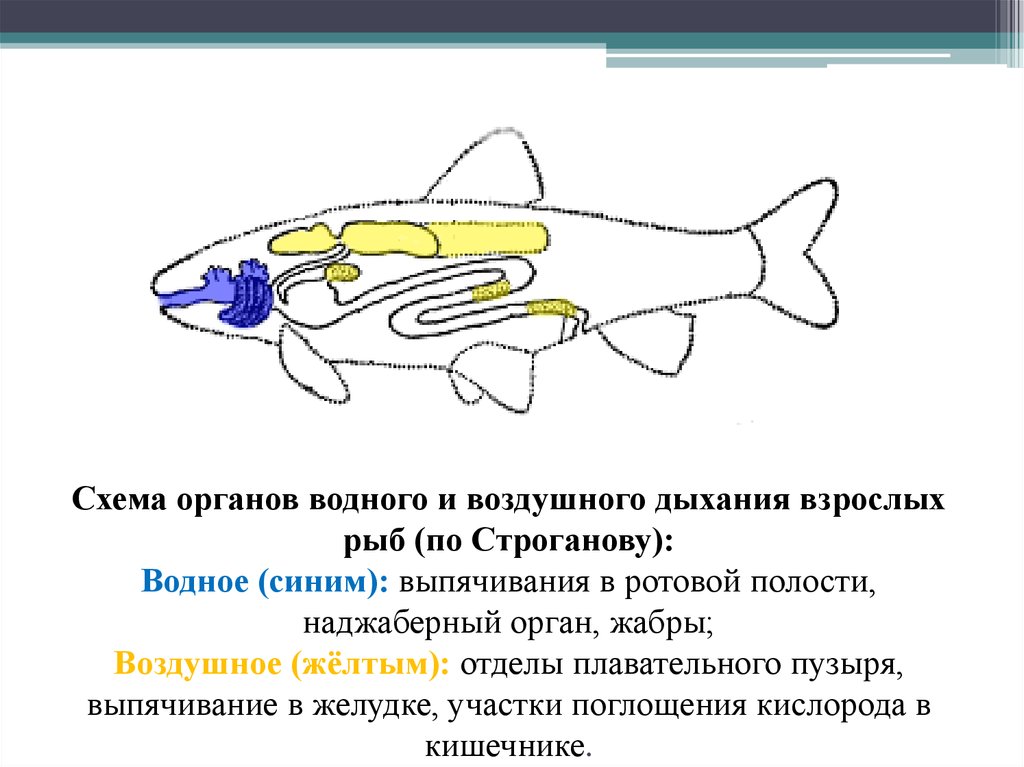 Органы воздушного дыхания. Система дыхания рыб. Схема жаберного аппарата акулы. Дыхательная система костных рыб схема. Воздушное дыхание рыб.