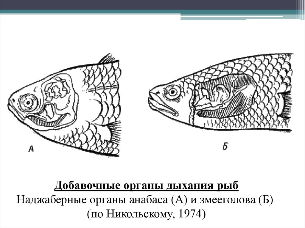 Рыба дышащая легкими. Лабиринтовый орган у рыб. Лабиринтовый аппарат рыб. НАДЖАБЕРНЫЙ орган змееголова. Орган дыхания лабиринтовых рыб.