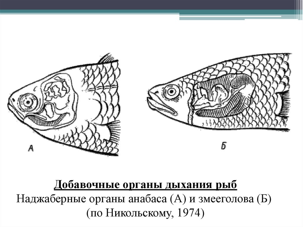 Как дышат рыбы в воде. Лабиринтовый орган у рыб. Лабиринтовый аппарат рыб. НАДЖАБЕРНЫЙ орган змееголова. Орган дыхания лабиринтовых рыб.