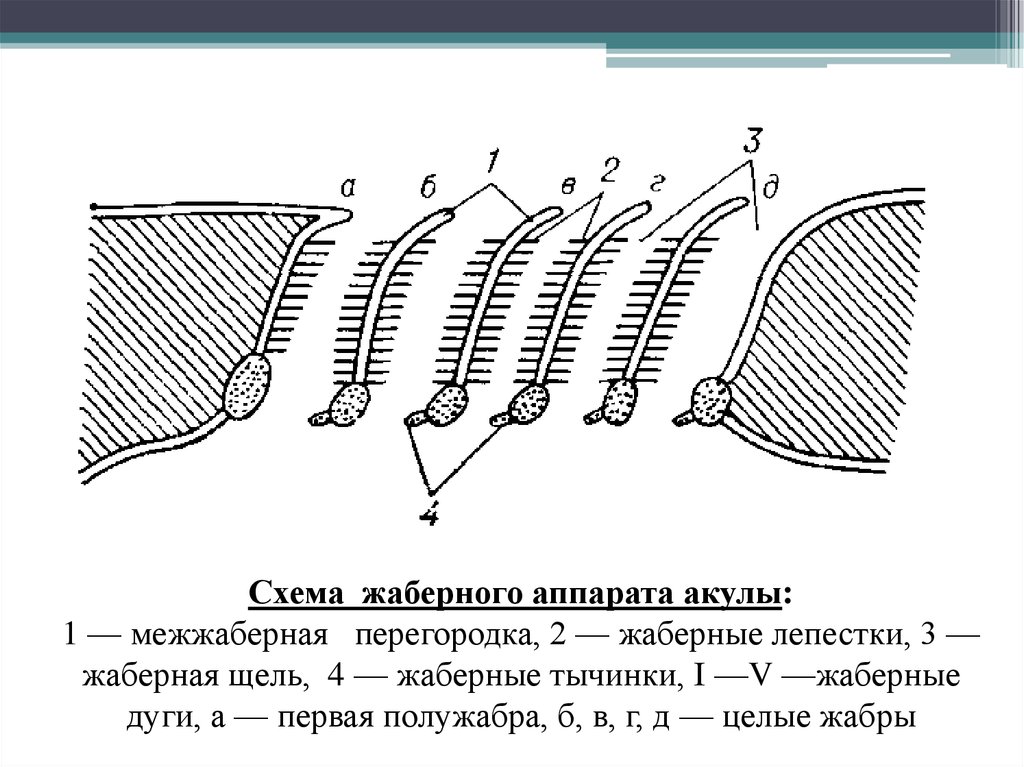 Дыхательная система акулы схема