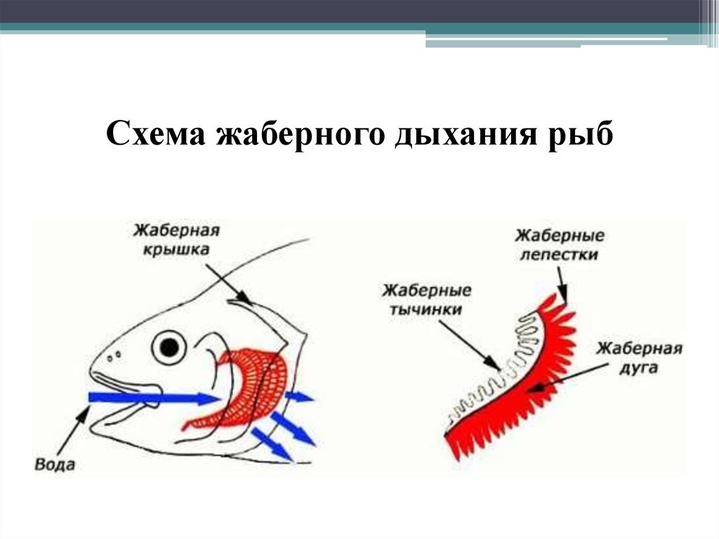 Как дышат рыбы в воде. Дыхательная система костистых рыб. Схема жаберного дыхания рыб. Схема жаберного аппарата костистой рыбы. Дыхательная система хрящевых рыб схема.