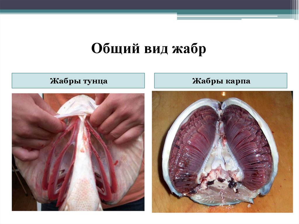 Общий вид жабр