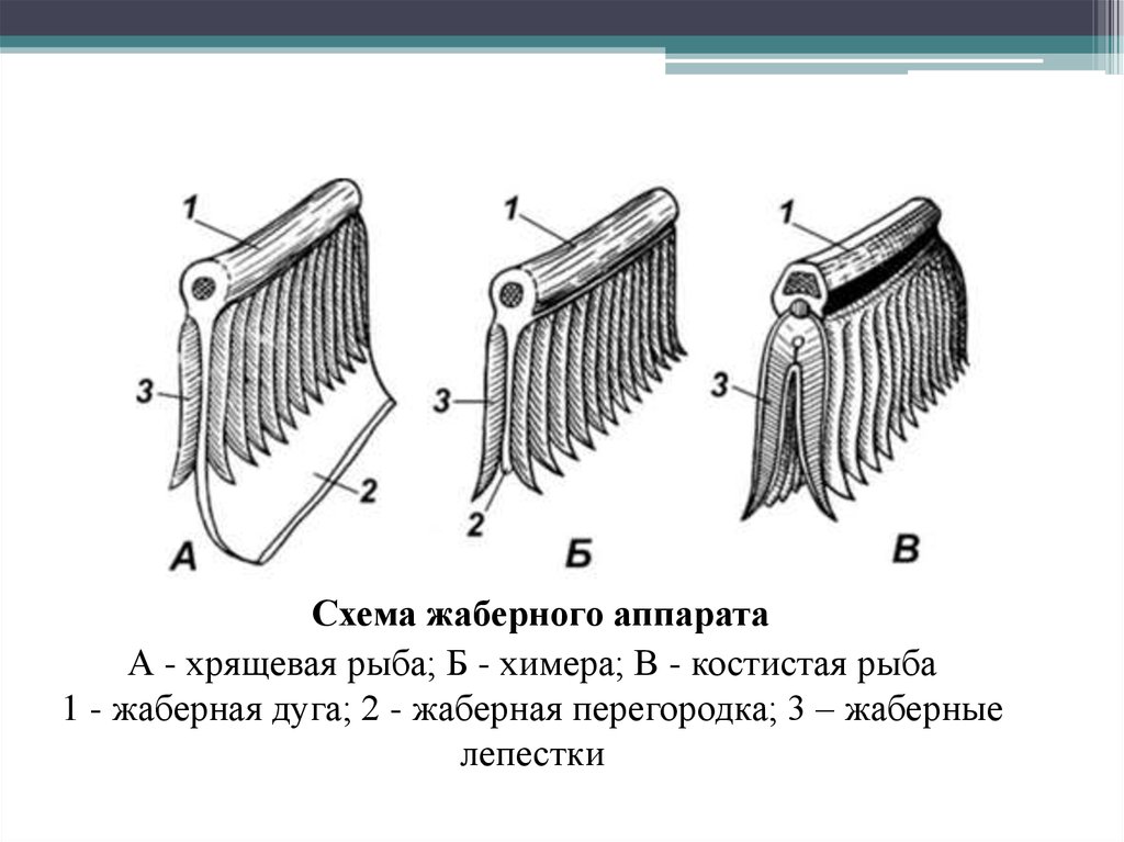 Жабры у хрящевых рыб. Схема жаберного аппарата костистой рыбы. Строение жаберного аппарата костных рыб. Строение жаберного аппарата костистой рыбы. Строение жабр костистых рыб.