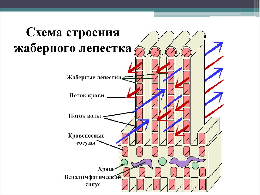 Схема строения жаберного лепестка