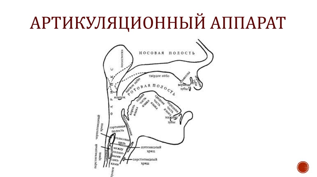 Строение артикуляционного аппарата презентация