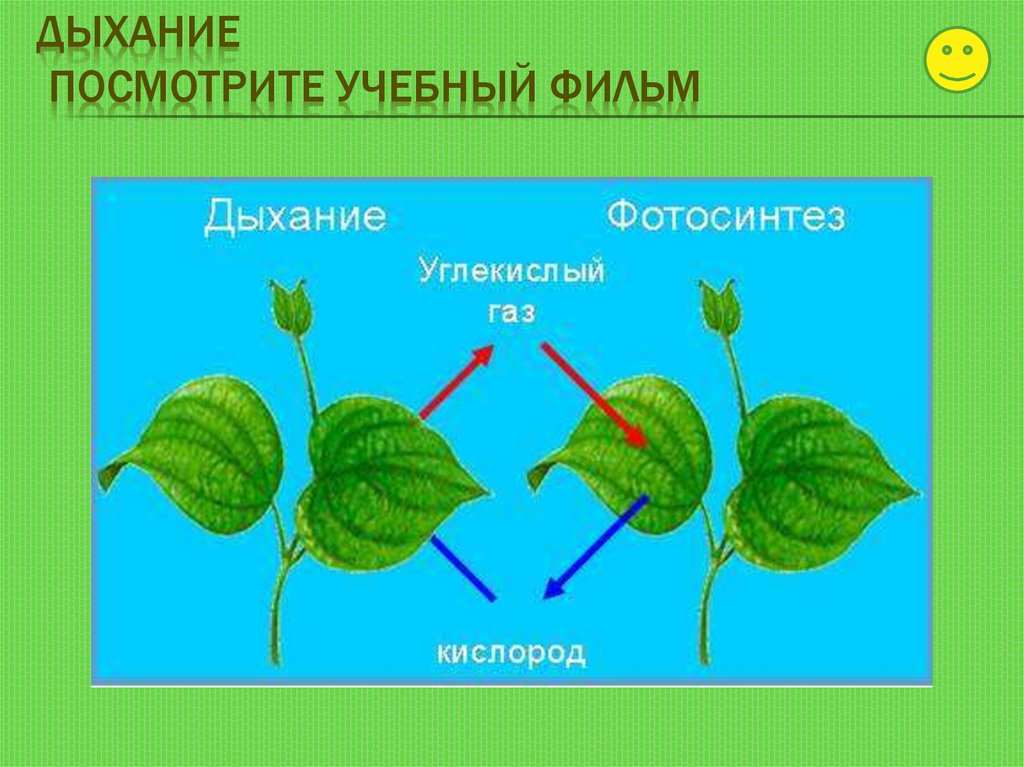 В результате дыхания растений выделяется. Дыхание растений. Схема процесса дыхания растения. Схема фотосинтеза и дыхания растений. Дыхательные органы растений.