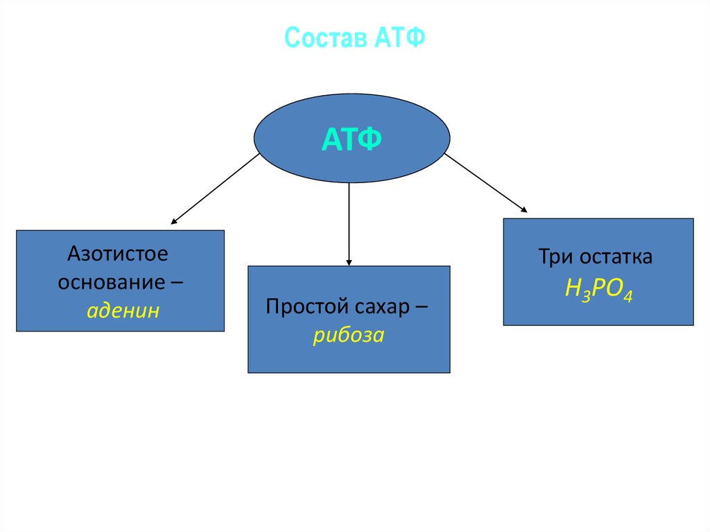 В состав атф входит связь. Молекула АТФ азотистое основание. Состав АТФ. Молекула аттазотистое основание. Азотные основания АТФ.