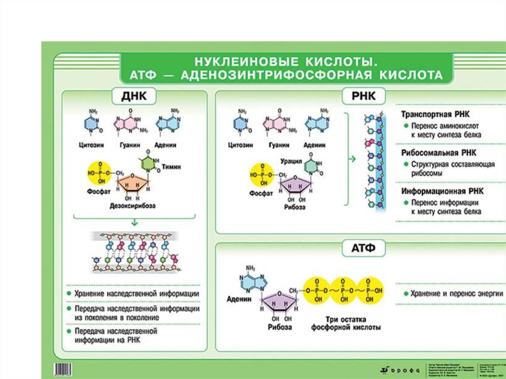 Отличие атф. Биология 10 класс нуклеиновые кислоты, АТФ. Структуры ДНК РНК АТФ. Органические вещества АТФ, ДНК, РНК. Нуклеиновые кислоты таблица ЕГЭ.