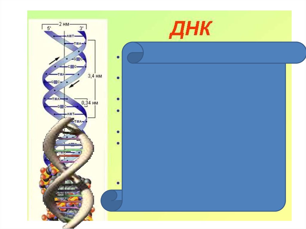 Днк 3.06 2024. Схожесть ДНК. ДНК И РНК различия. Собери ДНК ответ. Урок цифры соберы ДНК ответ.