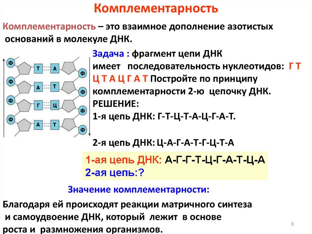 Участок молекулы днк имеет следующий. Таблица комплементарности. Комплементарность нуклеиновых кислот. Из чего состоят нуклеиновые кислоты что такое комплементарность.