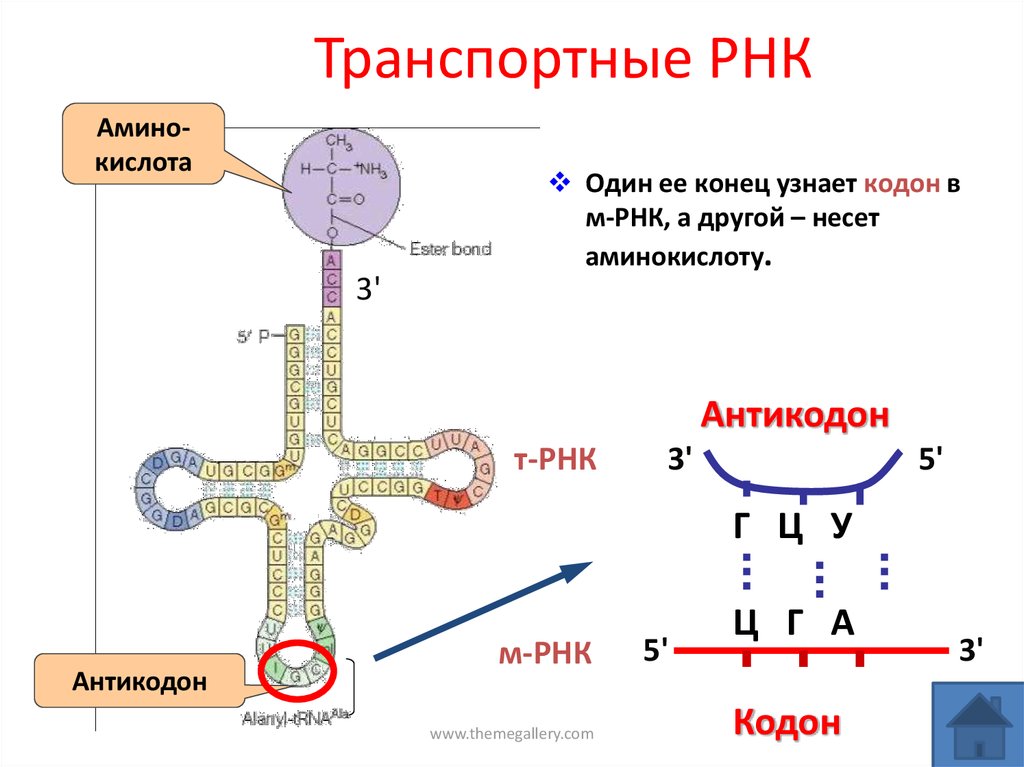 Транспортная рнк