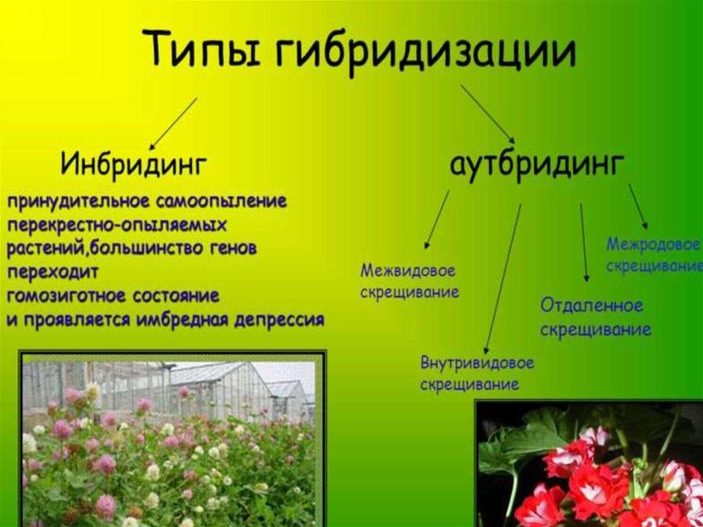 Примеры скрещивания растений