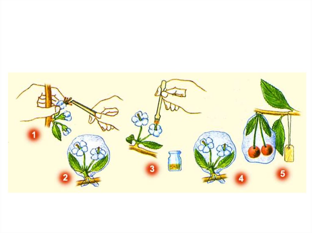 Опыление с помощью. Искусственное опыление растений. Метод опыления смесью пыльцы. Схема искусственного опыления.