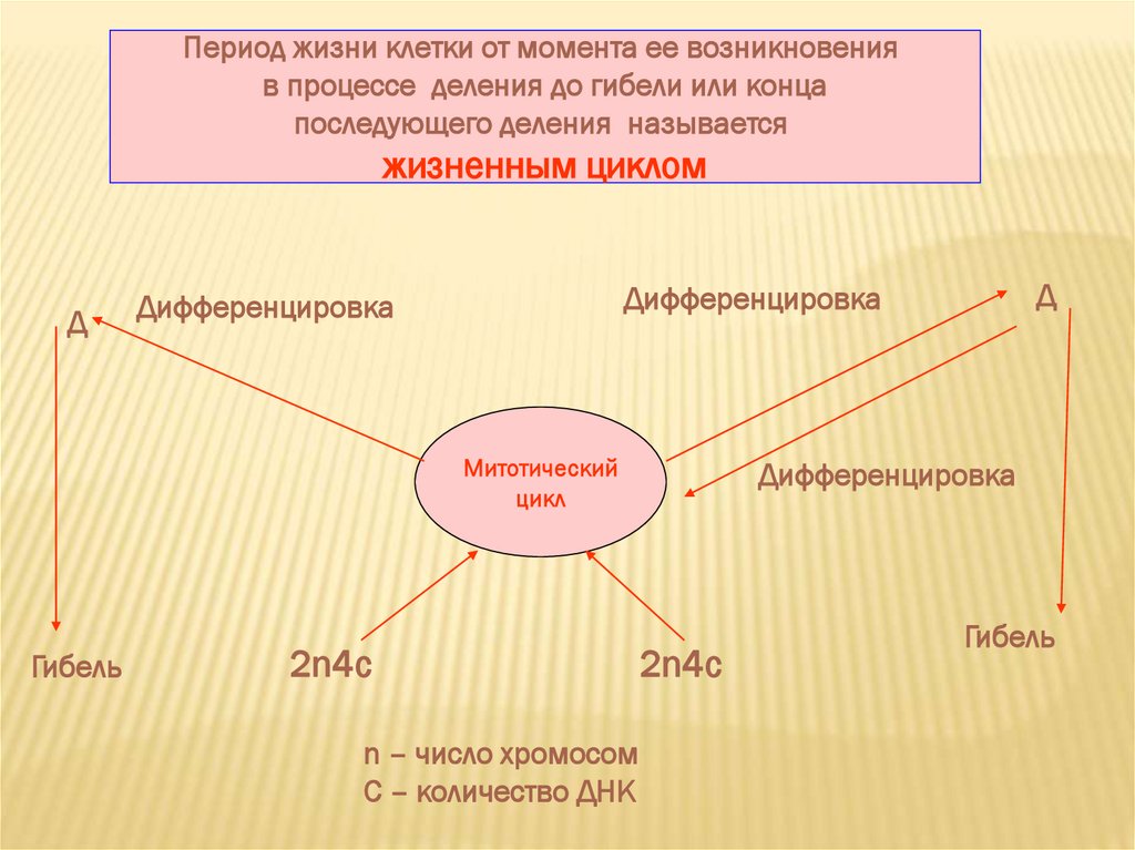 Основа роста