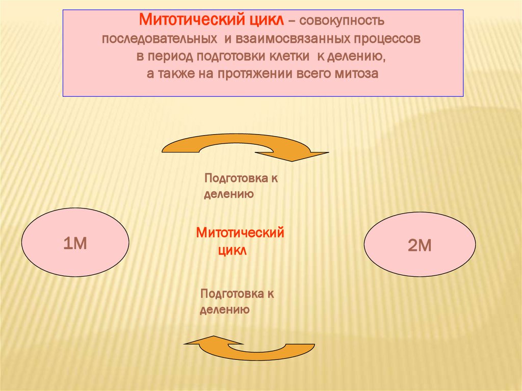 Основа роста