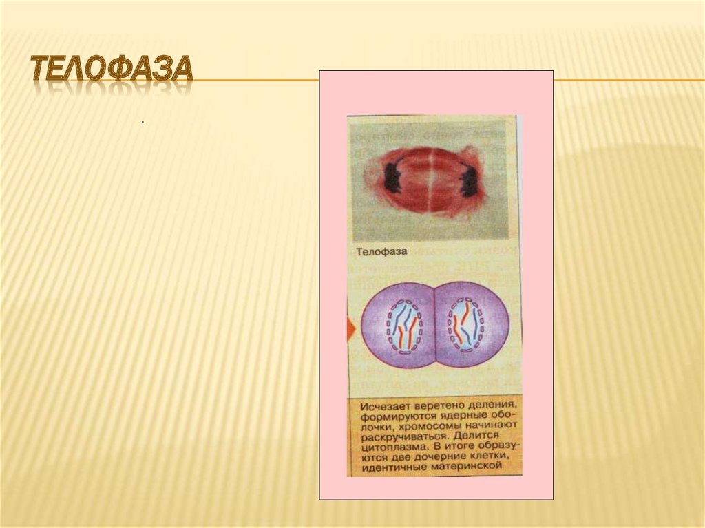 Телофаза 1 двухроматидные. Телофаза дочерние клетки с материнской клеткой. Две дочерние клетки идентичные материнской образуются в. Телофаза 1 мужские половые клетки.
