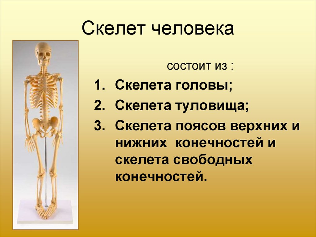 Скелет презентации проекта