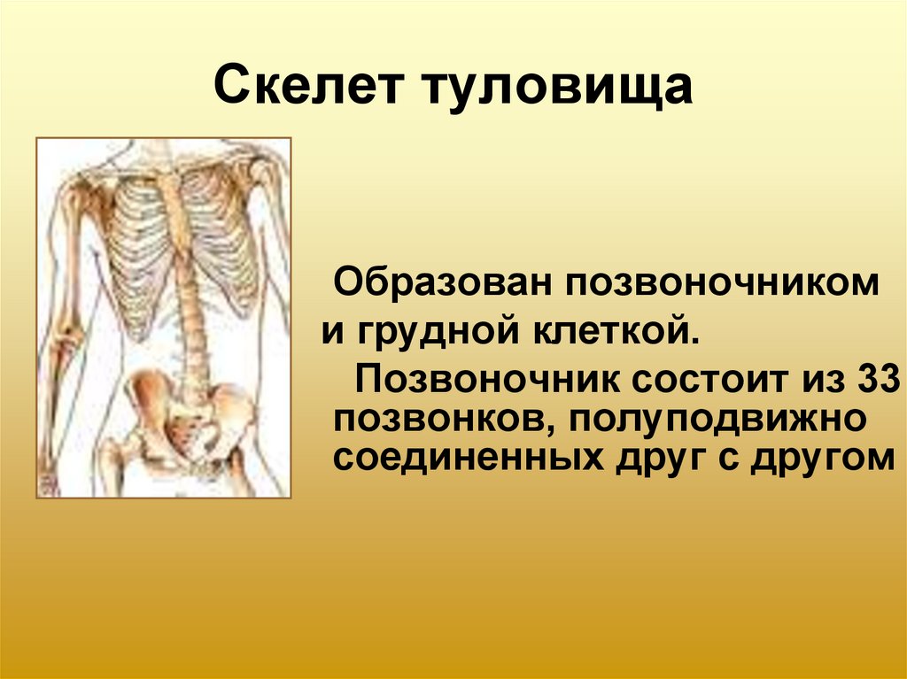 Дуги позвоночника образуют