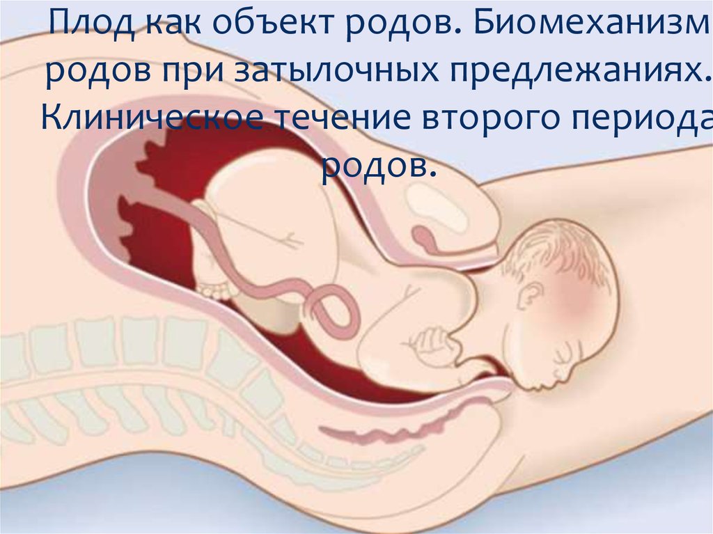 39 недель когда рожать. Раскрытие матка природах. Раскрытие шейки матки при родах.