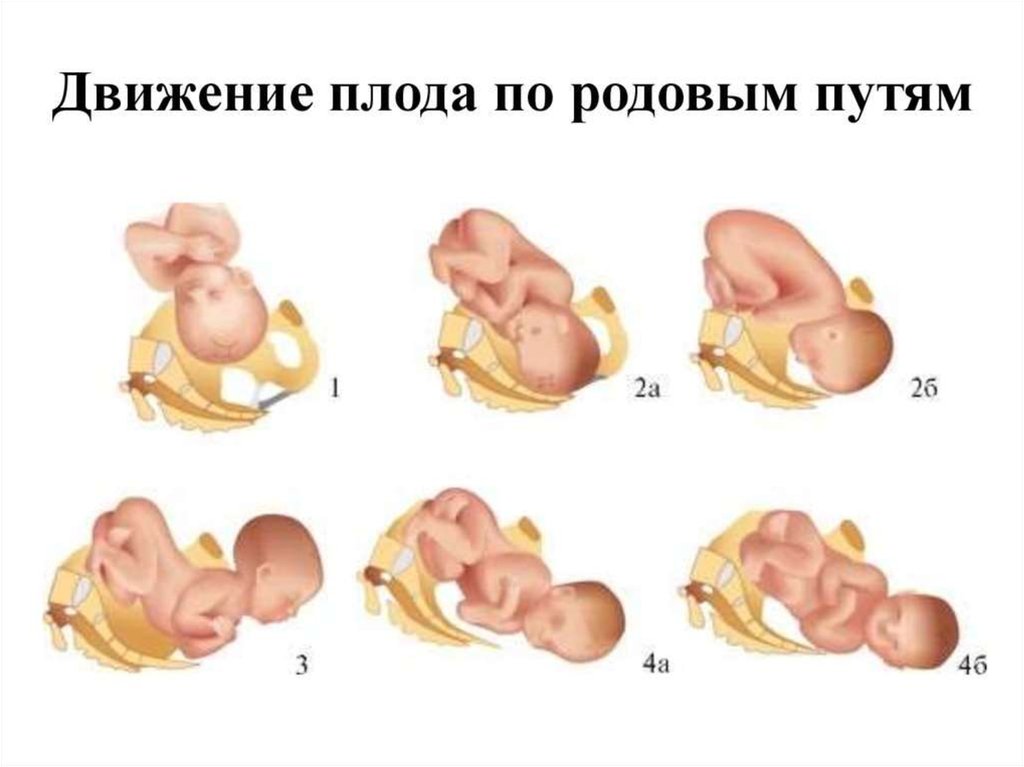 Рождение ребенка схема