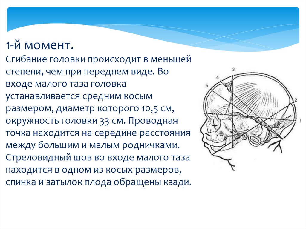 Презентация головка плода