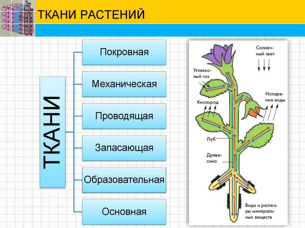 Схема движения веществ по стеблю