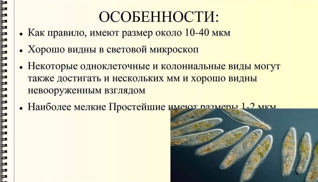 ОСОБЕННОСТИ: