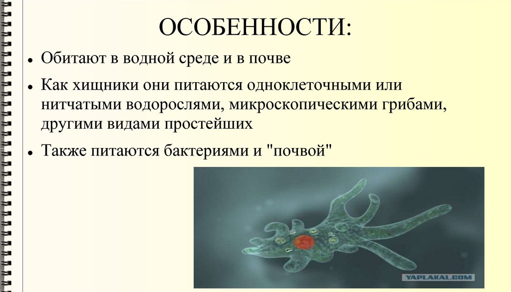 ОСОБЕННОСТИ: