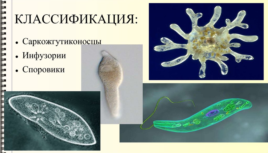 КЛАССИФИКАЦИЯ: