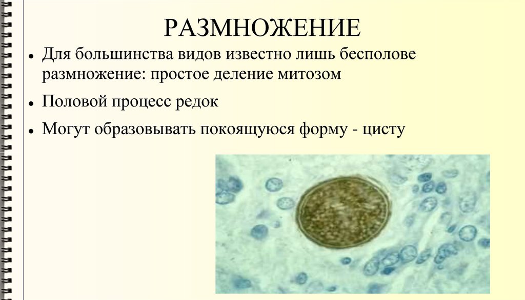 РАЗМНОЖЕНИЕ