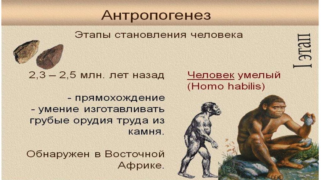 Природа человека эволюция. Существо биологического вида homo sapiens. Биологическая Эволюция человека умелого. 1. Становление человека как вида homo sapiens. Какой фактор является решающим в становлении вида homo sapiens.