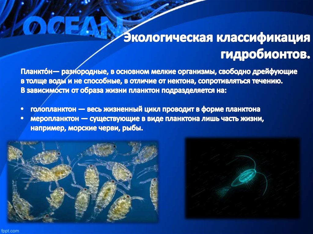 Группы живых организмов в океане. Планктонная личинка. Классификация гидробионтов. Экологическая классификация гидробионтов. Планктон классификация.