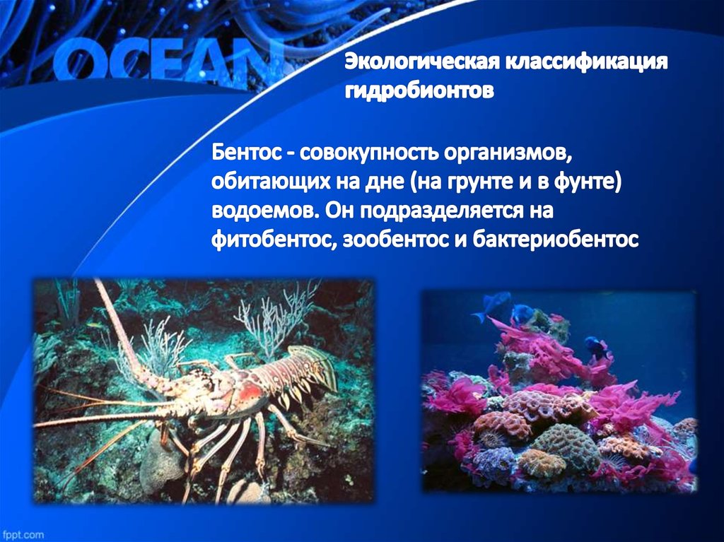 Организмы обитающие в мировом океане. Нектон и бентос. Планктон Нектон бентос. Гидробионты бентос. Бентос организмы.