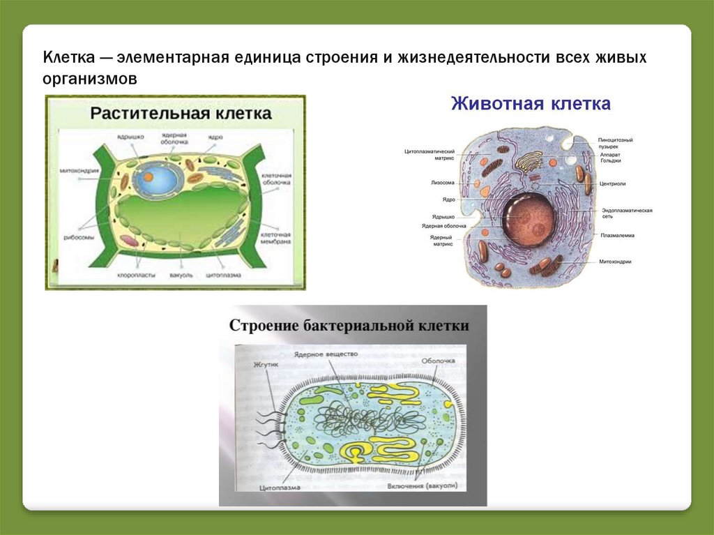 Фазы развития клетки