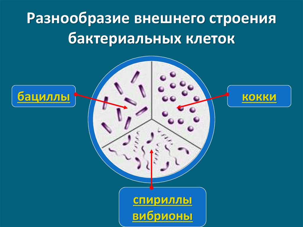 Презентация царство бактерий