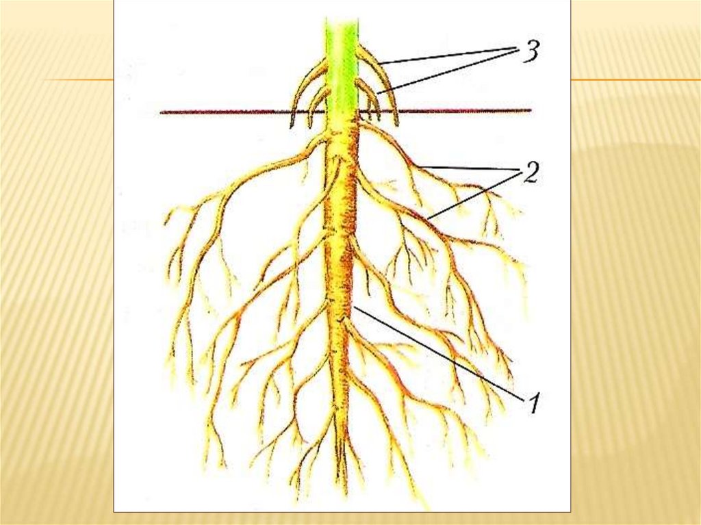 Выраженный главный корень. Люцерна корневая система стержневая. Строение корневой системы растений. Строение корня без подписей. Строение корневой системы без подписей.