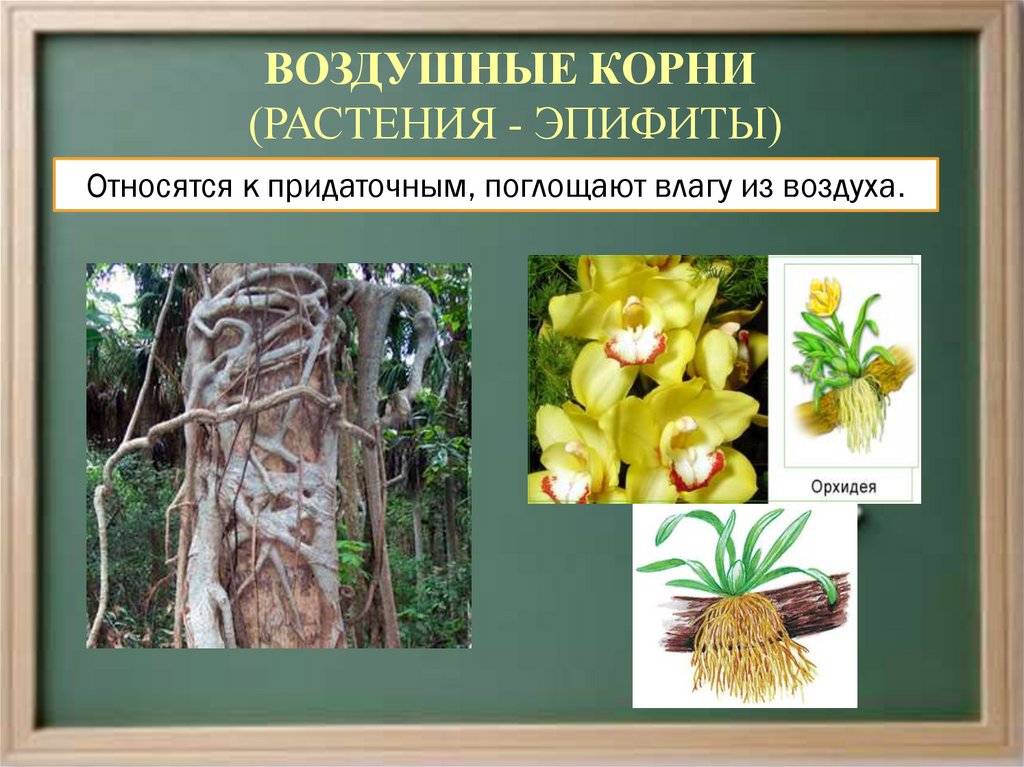Названия растения с воздушными корнями фото и названия