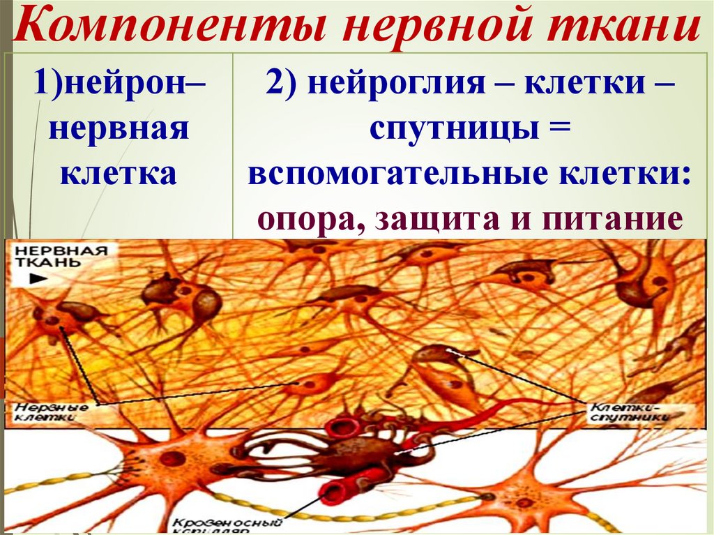 Какая ткань организма человека содержит глиальные клетки. Нервная ткань Нейроны и нейроглия. Нервная ткань строение нейрона. Нервные клетки нервной ткани строение. Нервная ткань строение и функции.