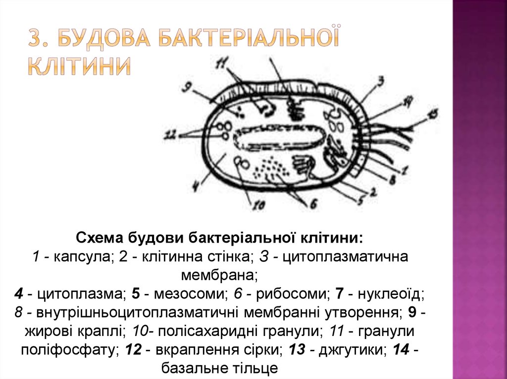 Реферат: Морфологія бактерій Будова бактеріальної клітини