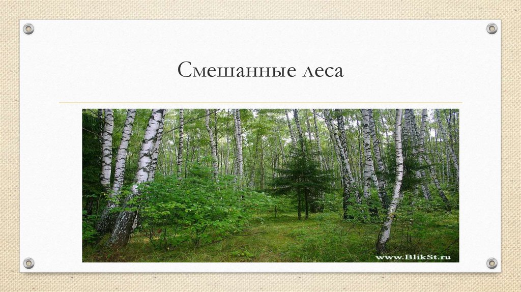 Смешанный лес факторы. Смешанные леса России почвы. Смешанные леса почва. Смешанный лес почва. Почвы смешанных лесов в России.