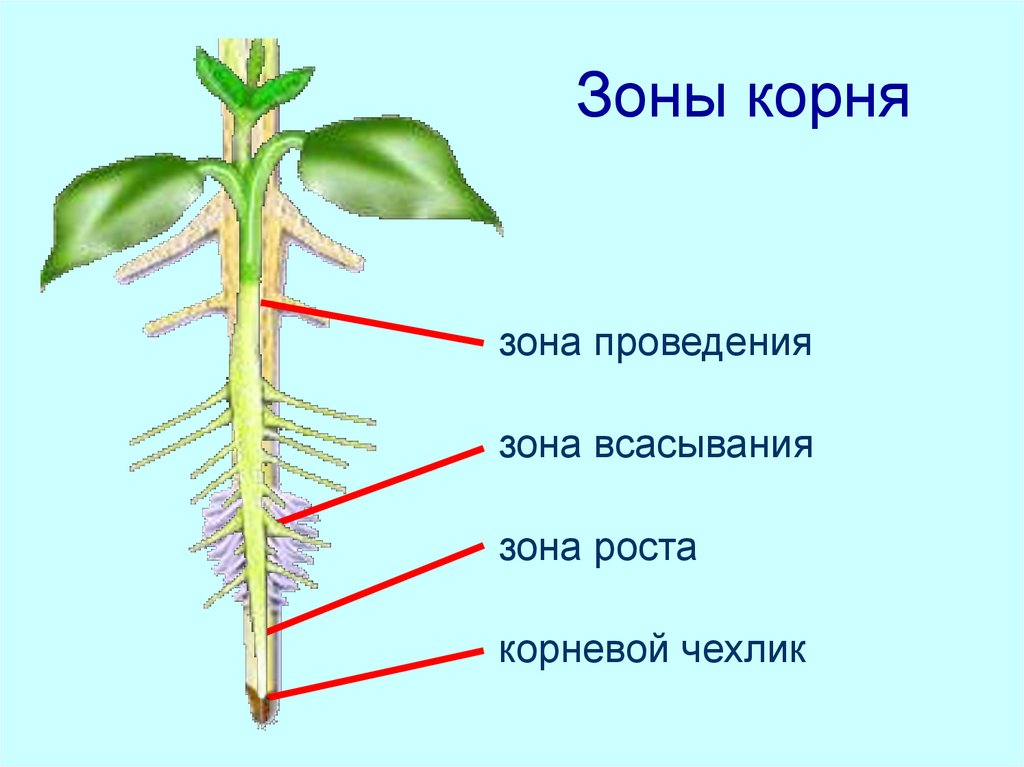 Пояснение корень. Зоны корня. Строение корня. Зоны корня у растений. Строение корня зоны.