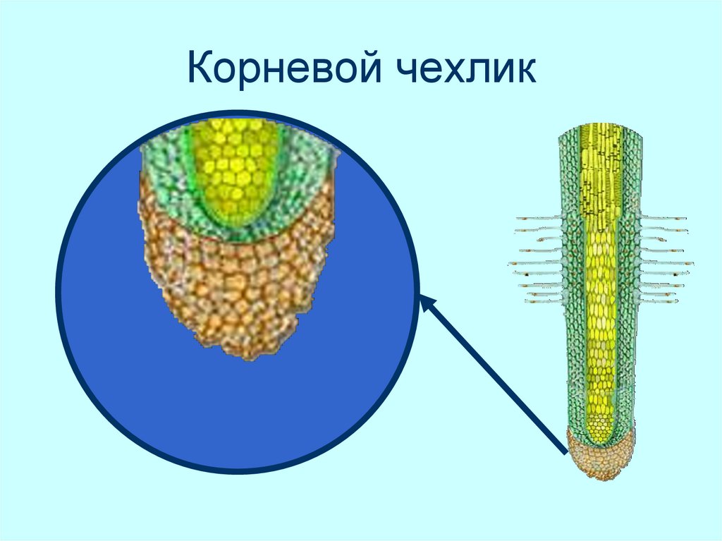 Какой цифрой на рисунке обозначена зона деления корня